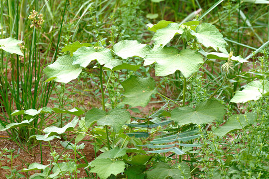 The Velvetleaf or China Jute (Abutilon theophrasti) Thriving in Wild, Lush Meadow, Symbolizing Resilience and Untamed Natural Growth in Botanical Exploration