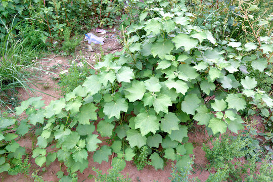 The Velvetleaf plant, Abutilon theophrasti, thrives in a wild, sunny landscape, representing nature's resilient growth and the uncontrolled beauty of untamed flora.