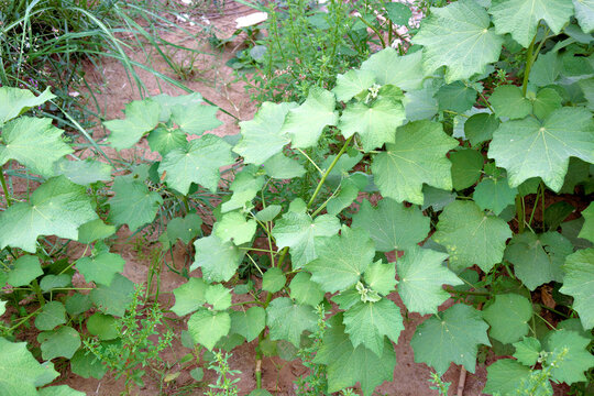 Vibrant Abutilon theophrasti leaves, commonly known as Velvetleaf or China Jute, thriving in a lush, natural environment representing growth and organic botanical life