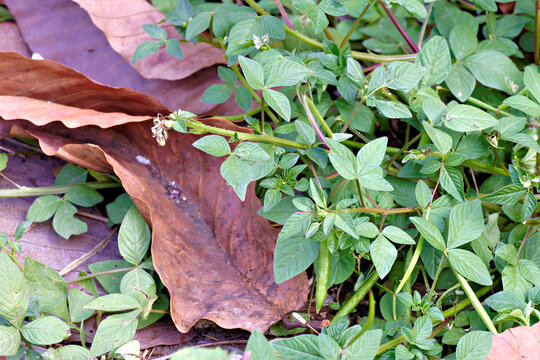 Life cycle of Cleome rutidosperma, known as Fringed Spider Flower, emerging amidst decaying fallen leaves, symbolizing nature's resilience and eternal renewal.