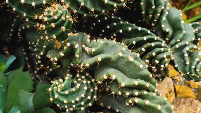 Close up of a cactus plant with inception mode on a sunny day
