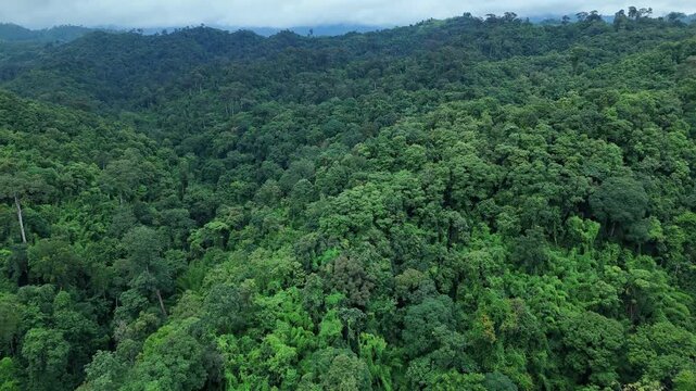 Aerial drone shot over primary Jungle tropical rain forest in Nan, Thailand. Aerial view, moving over a rainforest tree canopy in a slow pace beautiful green nature background of a tropical forest.	