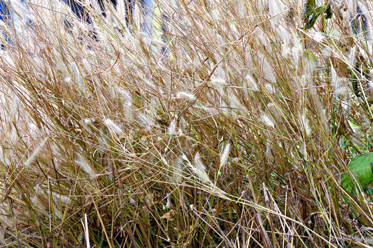 Dry Foxtail grass, Setaria viridis, showcasing textures of nature, seasonal transition, and harvest season, symbolizing rustic organic tranquility in the wild