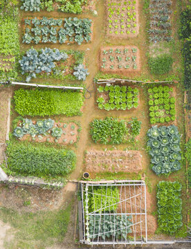 Aerial view of a community garden with neat rectangular plots of green vegetables and reddish-brown soil in Taoyuan, Taiwan.