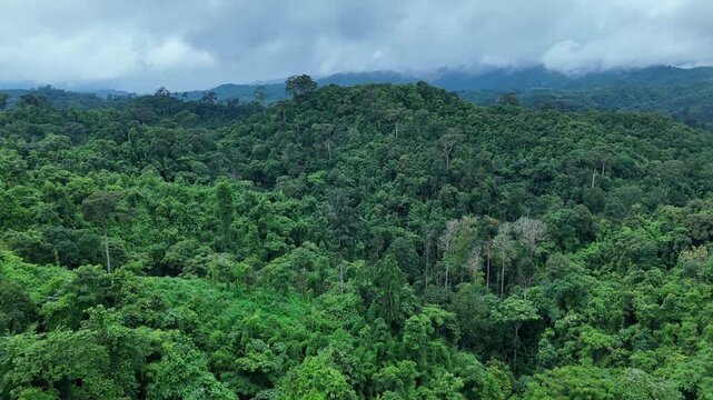 Aerial drone shot over primary Jungle tropical rain forest in Nan, Thailand. Aerial view, moving over a rainforest tree canopy in a slow pace beautiful green nature background of a tropical forest.	