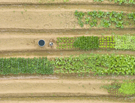 Aerial view of a community garden with neat rows of green vegetables, cultivated brown soil, and water buckets in Taoyuan, Taiwan, Taiwan.