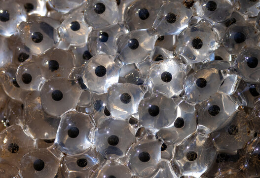 Close-up of a group of frog eggs, also known as hatchlings