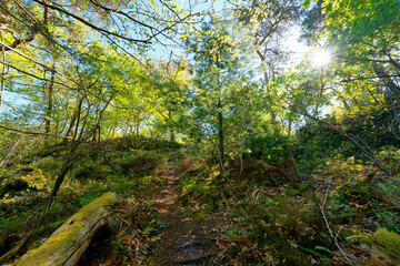 GR13 long-distance hiking trail in the Gréau rocks. Nemours city © hassan bensliman