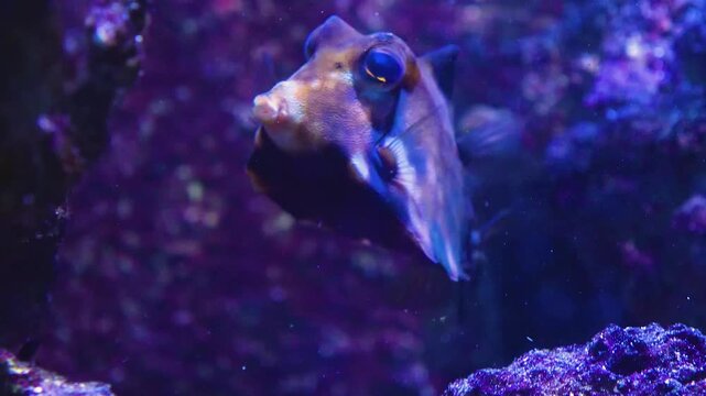 Close up of a brown white spotted pyramid or puffer fish swimming along the side of a coral reef underwater
