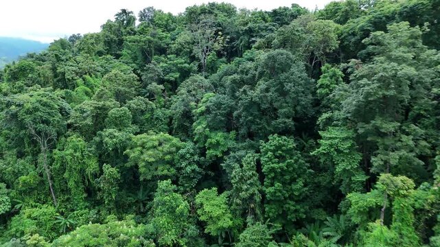 Aerial drone shot over primary Jungle tropical rain forest in Nan, Thailand. Aerial view, moving over a rainforest tree canopy in a slow pace beautiful green nature background of a tropical forest.	