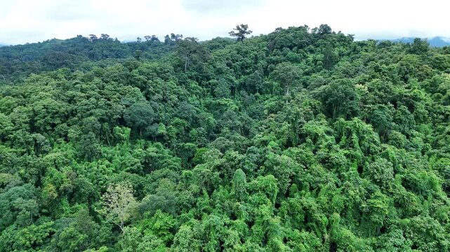 Aerial drone shot over primary Jungle tropical rain forest in Nan, Thailand. Aerial view, moving over a rainforest tree canopy in a slow pace beautiful green nature background of a tropical forest.	