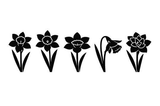 Set of five black daffodil flower silhouettes in a row showing different bloom shapes and varieties, minimalist botanical graphic icons for spring nature design projects on white background.