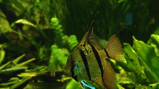 Close up of a freshwater angelfish floating underwater beside water plants