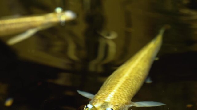 Close up of four eyed fish floating on the surface with view from above