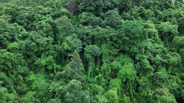 Aerial drone shot over primary Jungle tropical rain forest in Nan, Thailand. Aerial view, moving over a rainforest tree canopy in a slow pace beautiful green nature background of a tropical forest.	