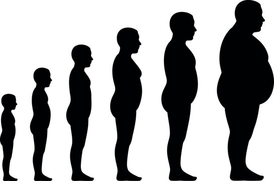 Visual representation of human growth stages and body mass progression