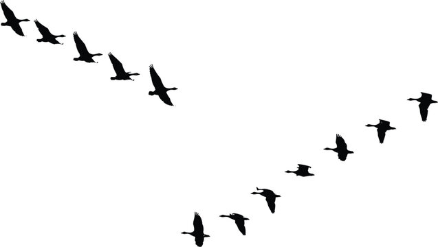 Migrating birds flying in V formation across clear sky symbolic wildlife journey nature freedom and seasonal movement beautiful pattern