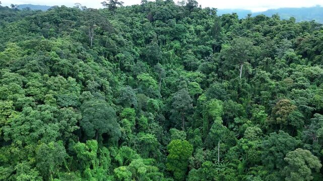 Aerial drone shot over primary Jungle tropical rain forest in Nan, Thailand. Aerial view, moving over a rainforest tree canopy in a slow pace beautiful green nature background of a tropical forest.	