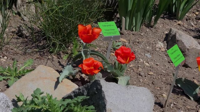 Bright red tulips with labels in Wroclaw botanical garden close-up shot