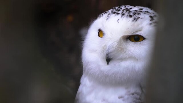 Close up of a snowy owl head  resting and watching around.
