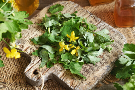 Chopped fresh tetterwort or greater celandine plant - ingredient for herbal tincture
