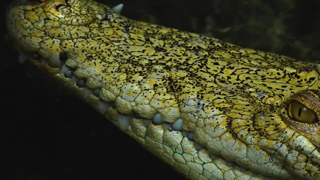 Close up head of an albino crocodile resting on the water surface and watching