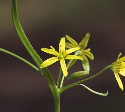 Gagea lutea (yellow star-of-Bethlehem) wild spring flower