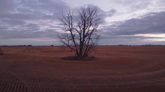 Lone tree in arable land powerlines evening clouds wheat close up pull out aerial