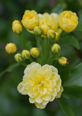 Fototapeta premium 寄り添って咲くモッコウバラの花