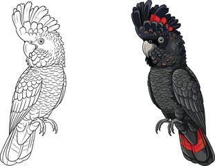 Red-Tailed Black Cockatoo Vector Illustration Set Featuring Detailed Line Art and Colored Parrot Designs for Exotic Wildlife Education, Nature Books, and Avian Branding © MD