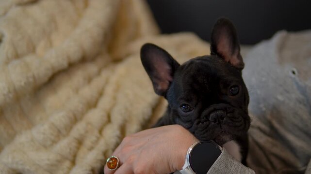 A cute black French bulldog puppy rests comfortably in its owners arms on a sofa, featuring a cozy domestic setting with a soft blanket.