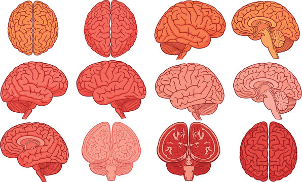 Human brain illustration collection with multiple views cross sections and detailed anatomy medical vector illustration set
