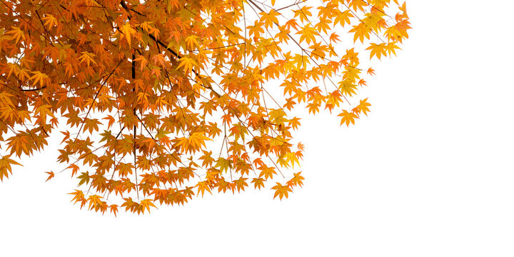 autumn tree branches isolated on white