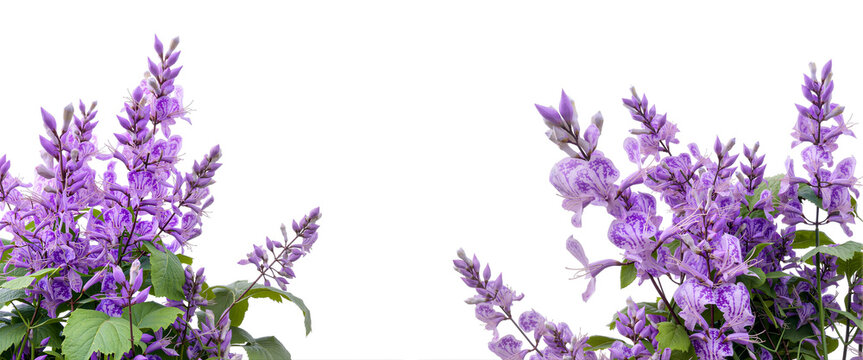 Purple flowers on white background
