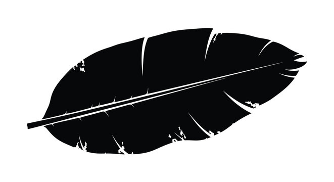 A single black feather isolated on a pure white background