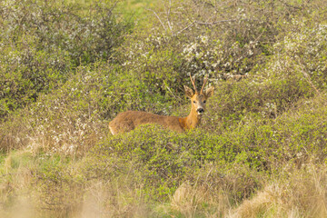 Roe deer in nature during spring season © gabrielle