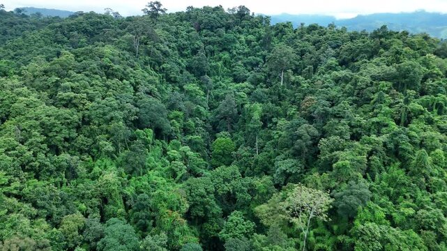 Aerial drone shot over primary Jungle tropical rain forest in Nan, Thailand. Aerial view, moving over a rainforest tree canopy in a slow pace beautiful green nature background of a tropical forest.	