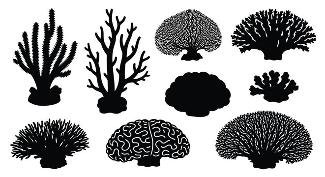 Black and white illustration displaying various types of coral formations