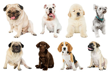 Fototapeta premium Adorable puppies posing together element set