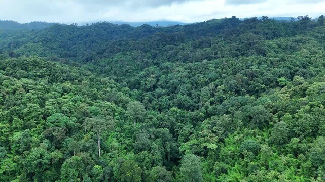 Aerial drone shot over primary Jungle tropical rain forest in Nan, Thailand. Aerial view, moving over a rainforest tree canopy in a slow pace beautiful green nature background of a tropical forest.	