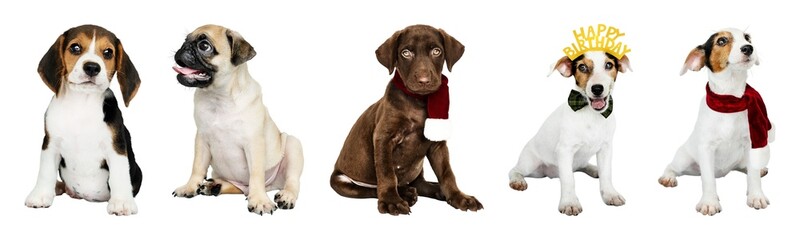 Fototapeta premium Adorable puppies wearing festive accessories element set isolated on white