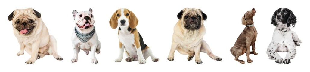 Fototapeta premium Diverse dogs sitting together element set isolated on white