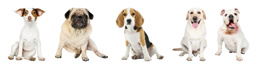 Obraz premium Diverse dog breeds sitting together element set isolated on white