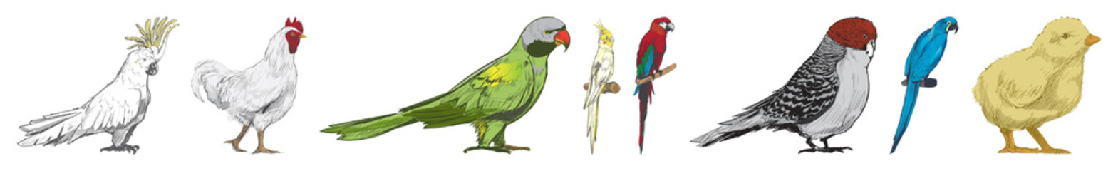 Colorful illustrated birds collection © Rawpixel.com