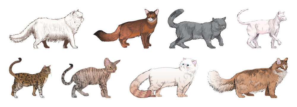 Illustrated diverse cat breeds element set