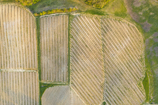 Aerial view of geometric agricultural fields and vineyards with parallel lines and green vegetation in Botriolo, Toscana, Italy.