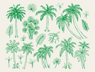 Obraz premium Tropical palm tree and jungle pattern, exotic nature vector illustrations, summer island botanical design elements, palm leaf and tree line art, minimalist tropical forest and garden graphics, green n