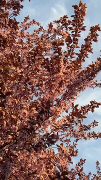 Blooming tree of purple leaf plum Nigra in full bloom in April in Poland with thr background of the blue sky. Pink blooming branches with many flowers. Nature awakening in spring, fruit garden trees