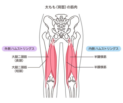 太もも背面の筋肉　ハムストリングス　外側　内側