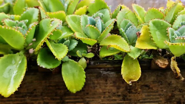 Unique Mother of Thousands Succulent Plantlets Growing on Leaf Edges